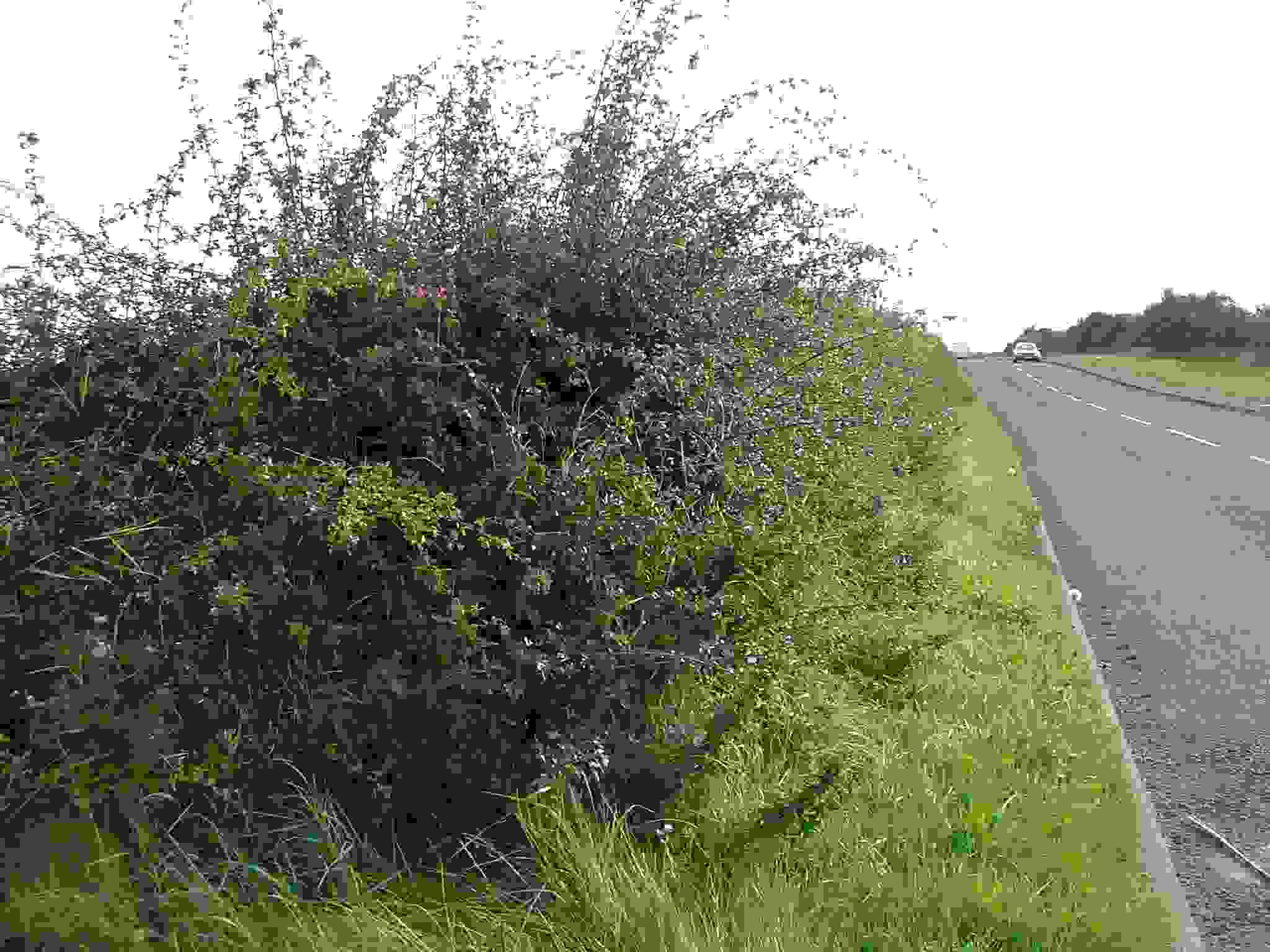 Hedgerow (Michelle Appleby).